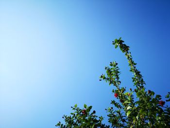 Low angle view of tree against blue sky