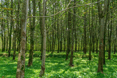 Trees in forest