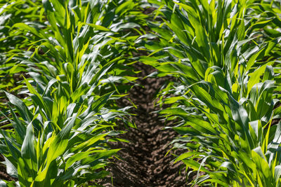 Close-up of corn field