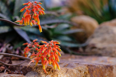 Flowers of climbing aloe which is a small, low-growing and succulent plant.