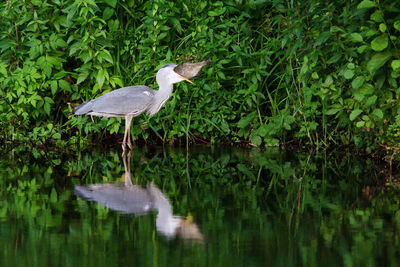 Gray heron swallowing a big fish