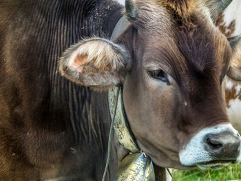 Close-up portrait of horse