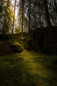 Trees growing in forest