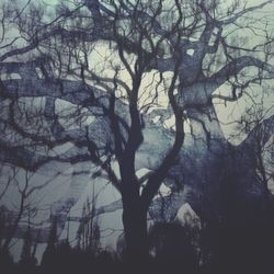 Bare trees against sky