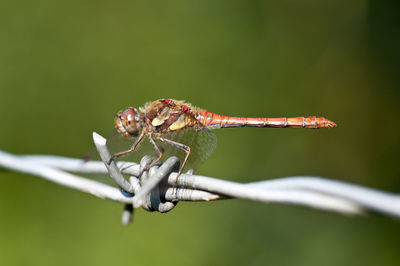 Close-up of insect on leaf