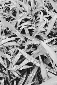 Full frame shot of plants growing on field