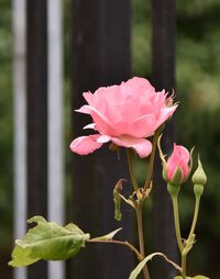 Close-up of pink flower blooming outdoors