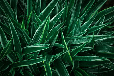 Full frame shot of plants