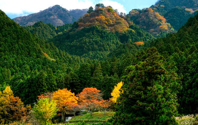 Scenic view of forest during autumn