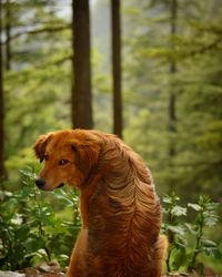 View of a dog in the forest