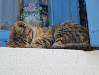 Close-up of cat relaxing