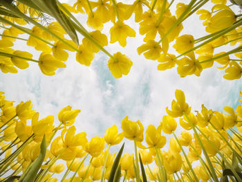 Low angle view of yellow flowering plants against sky
