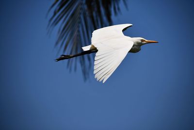 Low angle view of bird flying in sky