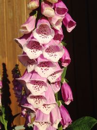 Close-up of pink flowers