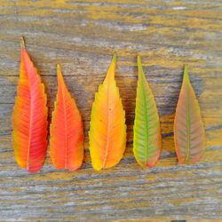 Autumn colorful leaves on wooden background.