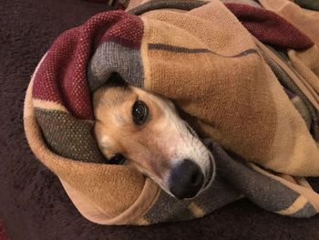 High angle portrait of a dog