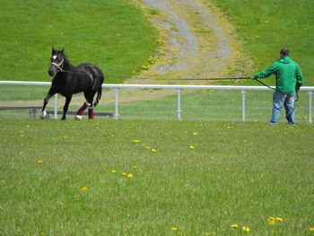 Man and horse on field