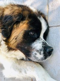 Close-up portrait of a dog