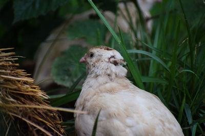 Close-up of a bird on field