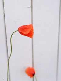 Close-up of red poppy flowers