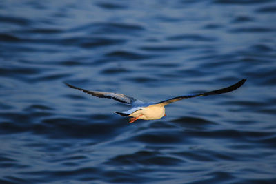 Bird flying over sea