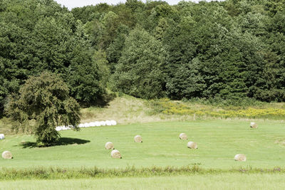 Flock of sheep grazing on field