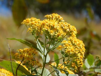 Close-up of yellow flowering plant