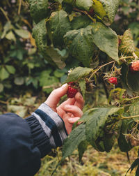 A child's hand picks a ripe red berry of a remontant raspberry. closeup of raspberry cane. 