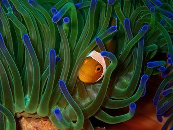 Close-up of fish swimming in sea