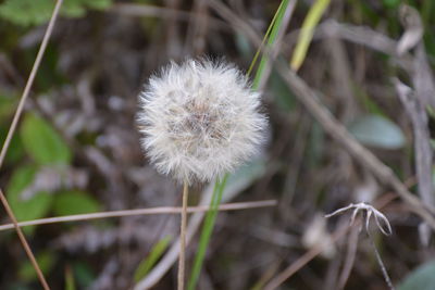 Close-up of flower growing on plant