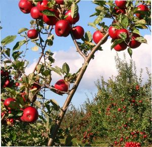 Low angle view of fruits on tree against sky