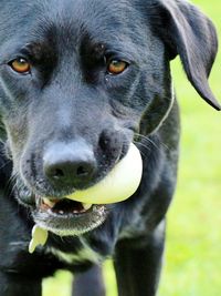 Close-up portrait of dog