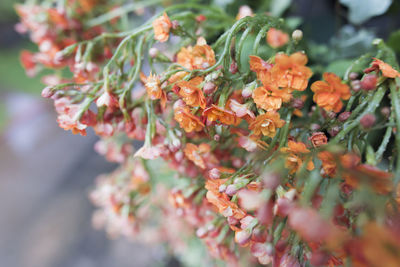 Close-up of orange flowering plant