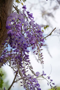 Close-up of cherry blossom on tree