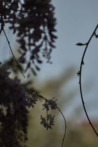 Close-up of caterpillar on tree