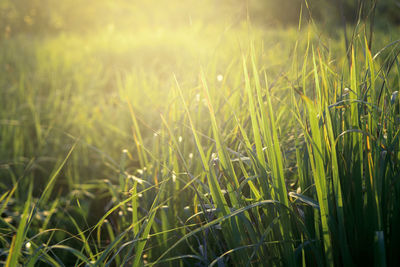 Close-up of crops growing on field