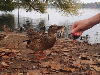 Flock of birds on a lake