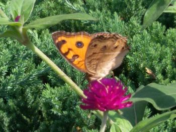 Close-up of butterfly pollinating on flower
