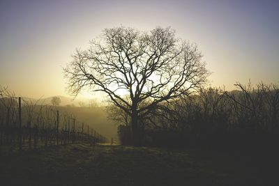 Silhouette bare trees on field against clear sky