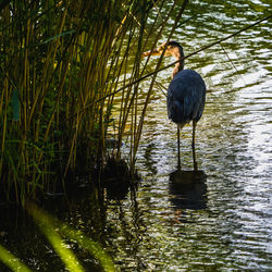 Bird in a lake