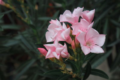 Pink flowers 