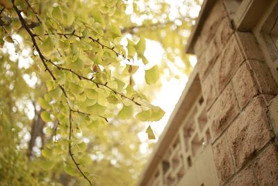 Low angle view of tree against house
