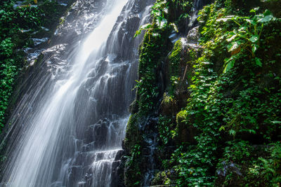 Scenic view of waterfall in forest