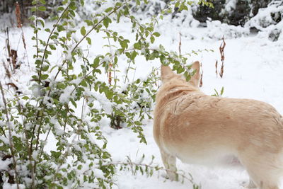 White dog navigating through snowy ground