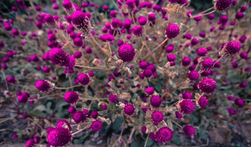 Close-up of pink flowers