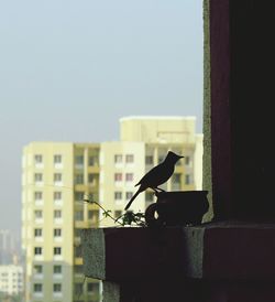 Close-up of bird perching on building against sky