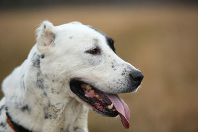 Close-up of a dog looking away