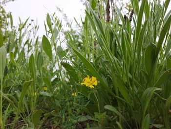 Close-up of yellow flowering plants on field