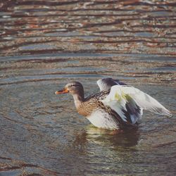 Duck in water