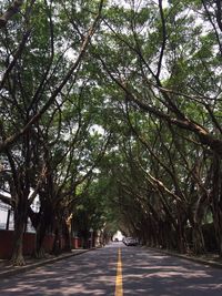 Road amidst trees